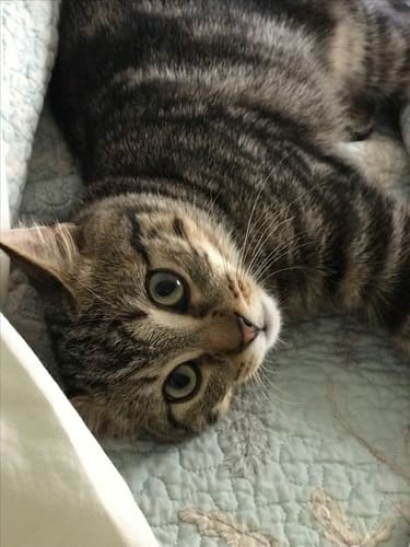 Customer photo review of Patsli Immune