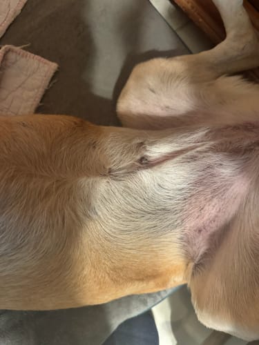 Customer photo review of Petsmont Buddy Guard Small Dog