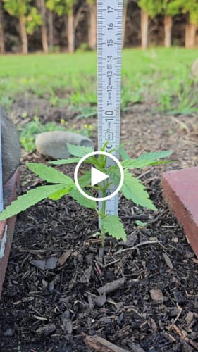 Customer video review of Cookies Gelato 040 Cannabissamen, Feminisierte Automatic Indica Samen für den Eigenanbau - Cali Genetic