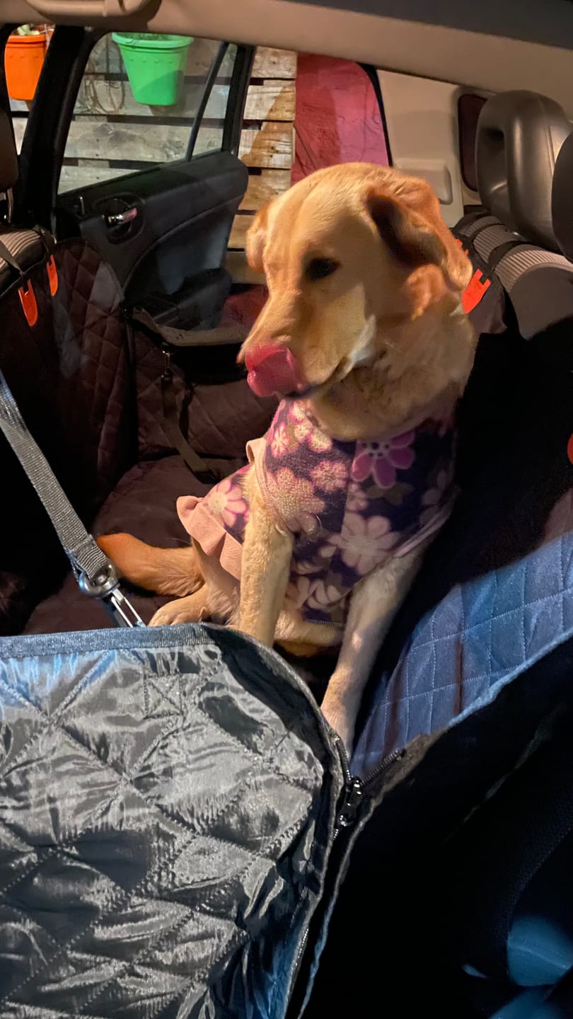 Customer photo review of Funda impermeable para auto