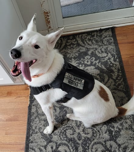 Customer photo review of Classic Heavy-Duty Tactical No-Pull Team K9™ Dog Harness With Front & Back D-Rings, Quick-Release Metal-Buckles, Hook & Loop Panels, & Top Handle