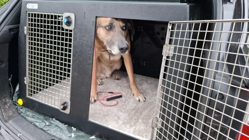 Customer photo review of Hyundai i30 Tourer | 2011-2017 | Dog Travel Crate | The DT 1