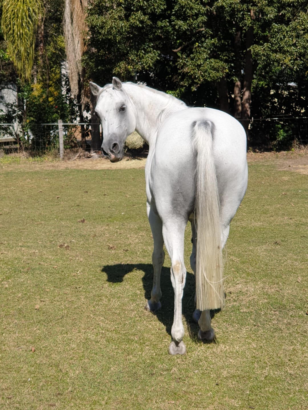 Customer photo review of Tiger's Tongue Horse Groomer