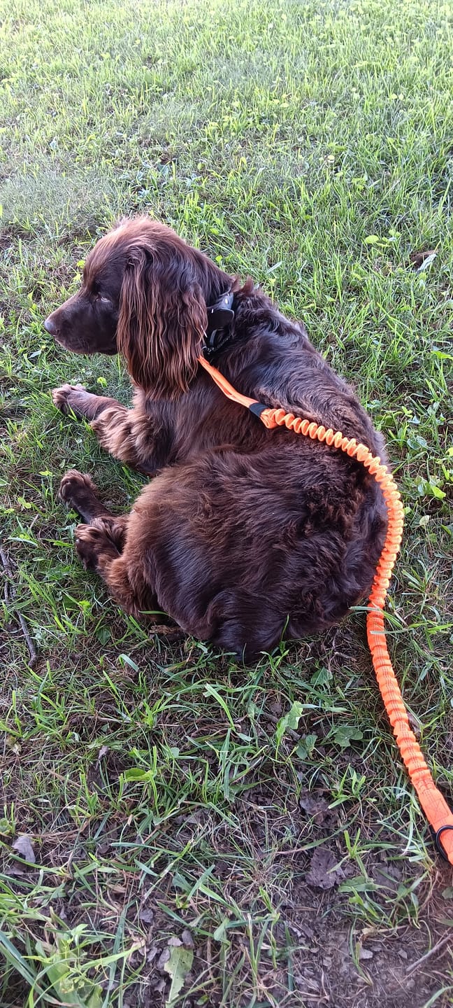 Customer photo review of Heavy-Duty Double-Handle Tactical Bungee K9 Dog Leash
