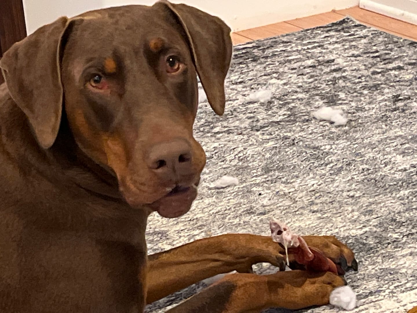 Customer photo review of 12 Inch Monster Braided Bully Stick