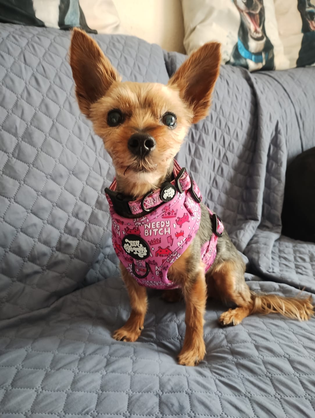 Customer photo review of Needy bitch collar