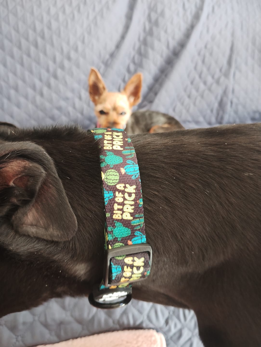 Customer photo review of Bit of a prick collar