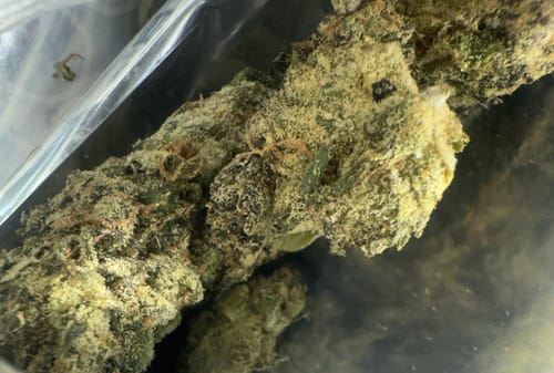 Customer photo review of Dealer's Choice