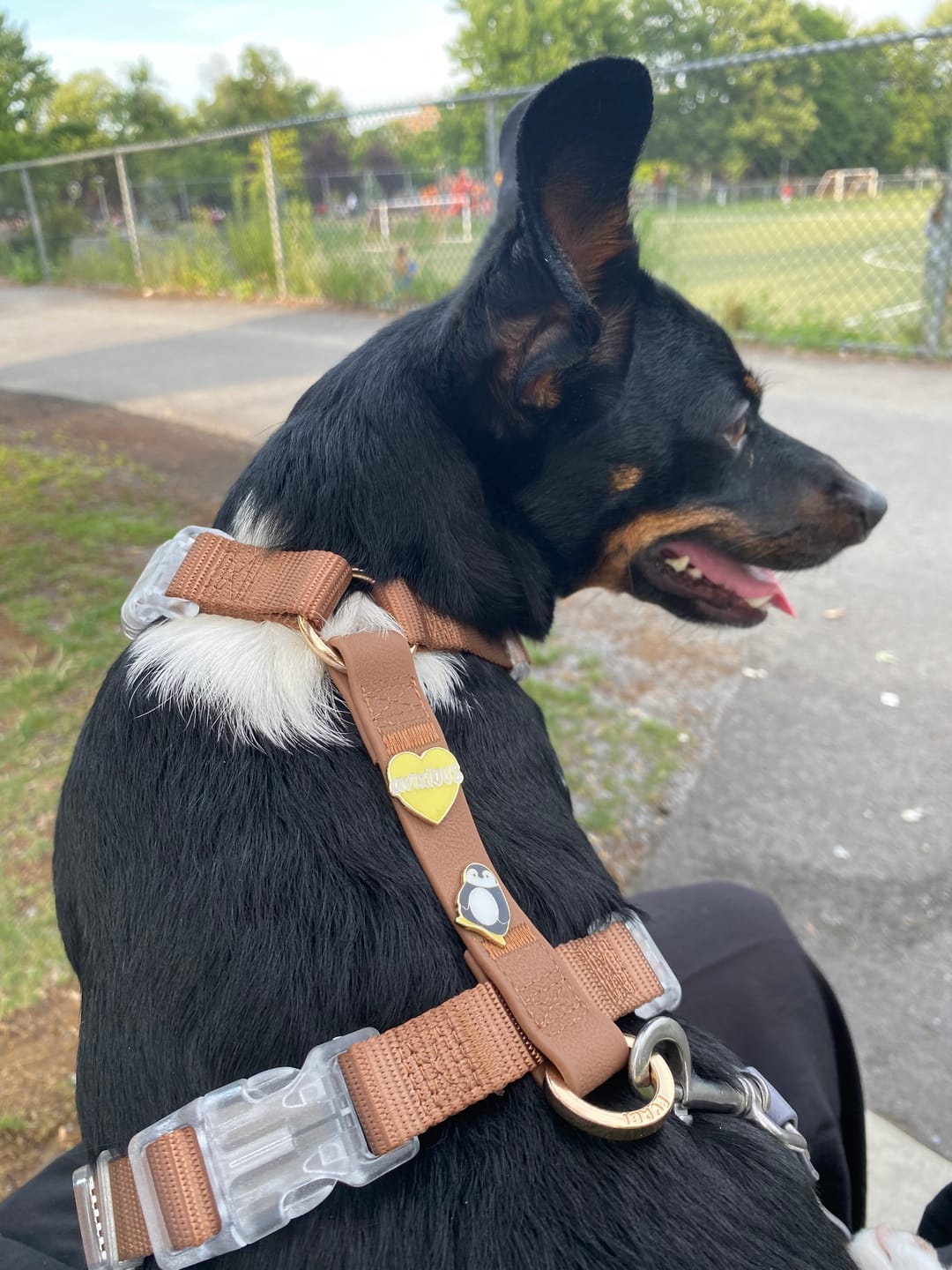 Customer photo review of Moodies Harness