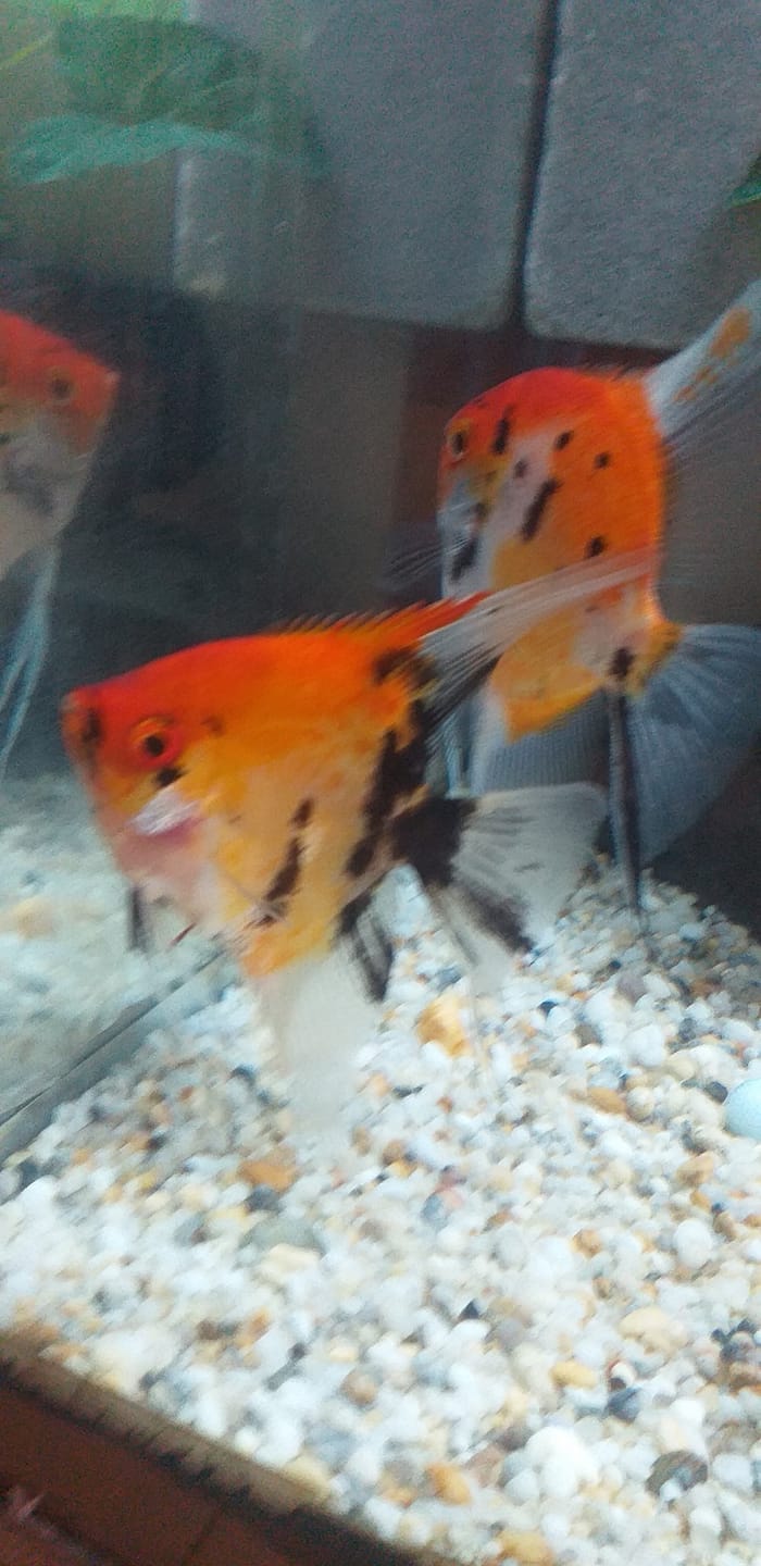 Customer photo review of Red Devil Angelfish