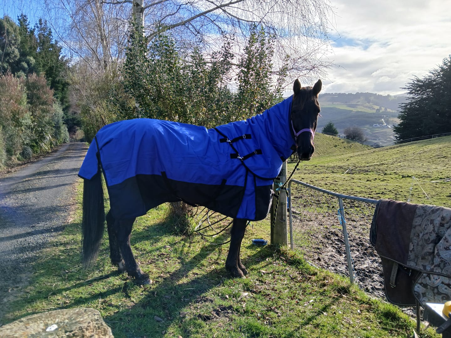 Customer photo review of NZ Tack Duke 1200d Detacha-neck