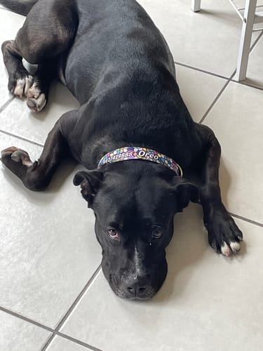 Customer photo review of Collar personalizado para Mascota: Mosaicos