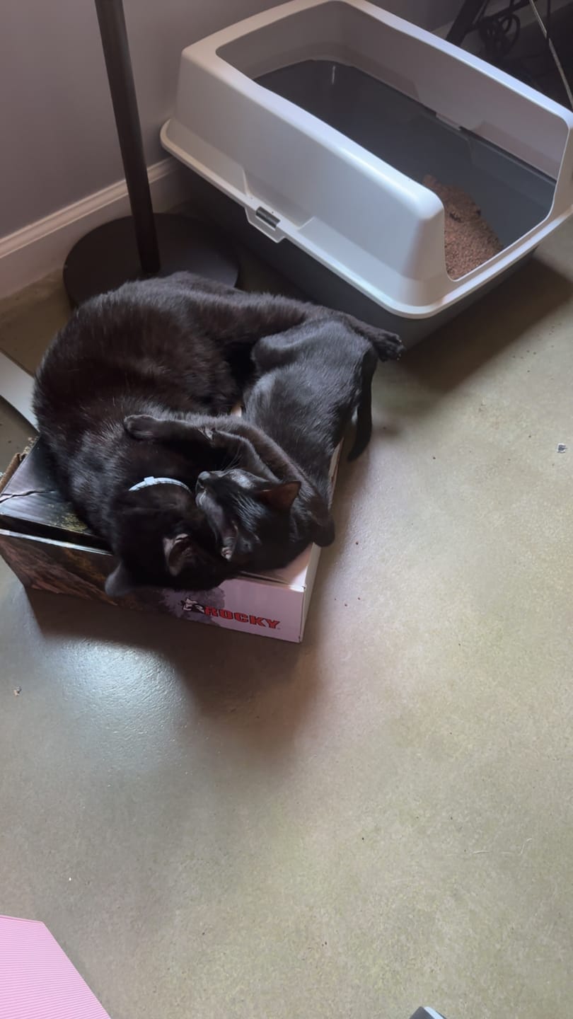 Customer photo review of Royal Canin Veterinary Diet - Urinary SO + Calm Dry Cat Food