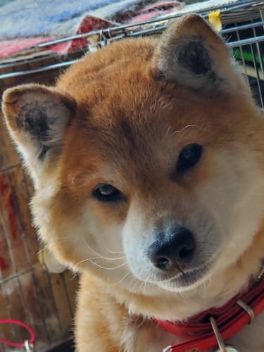 Customer photo review of 本物そっくり♪ペットフェイスバッグ