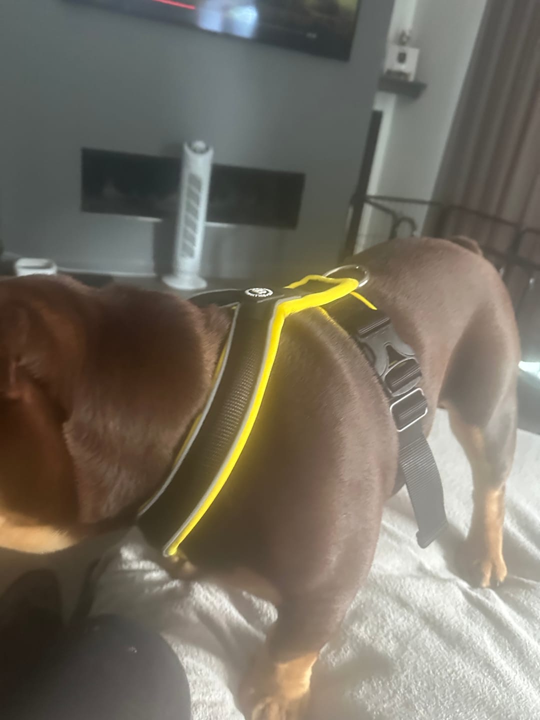 Customer photo review of Slip on Harness | Foam Padded - Black x Yellow
