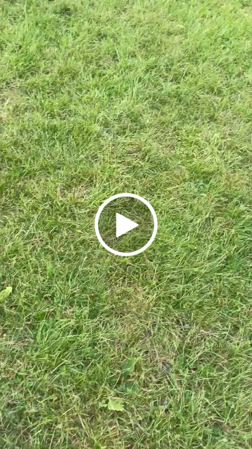 Customer video review of Boomerang Harness - XS-M Breeds - Pink