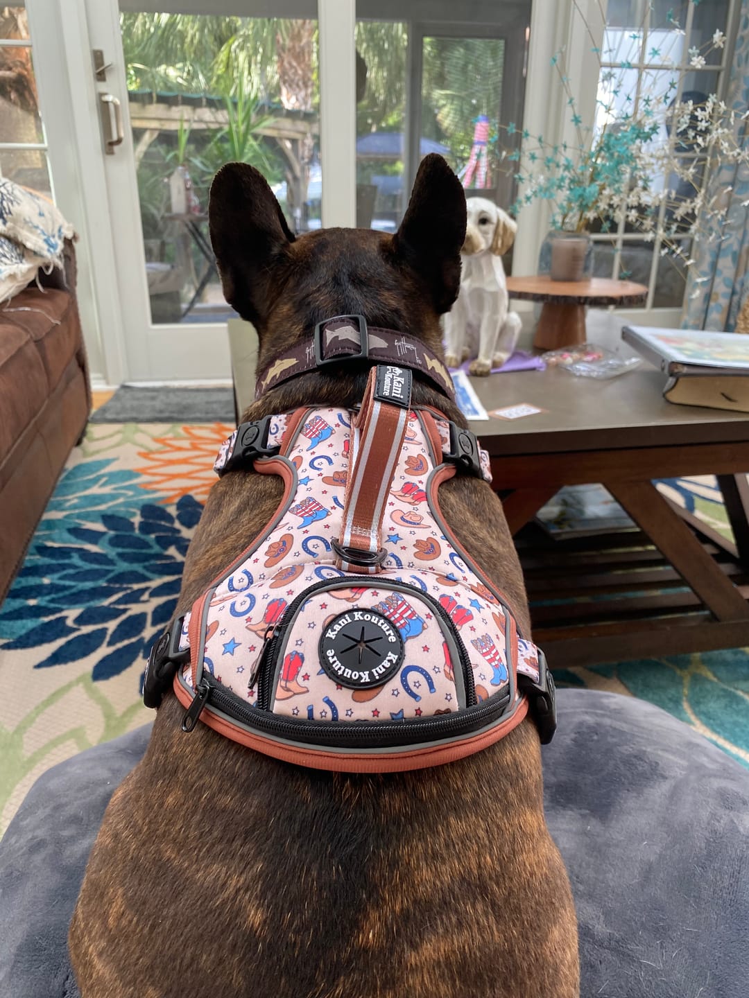 Customer photo review of American Cowboy - Adventure Harness