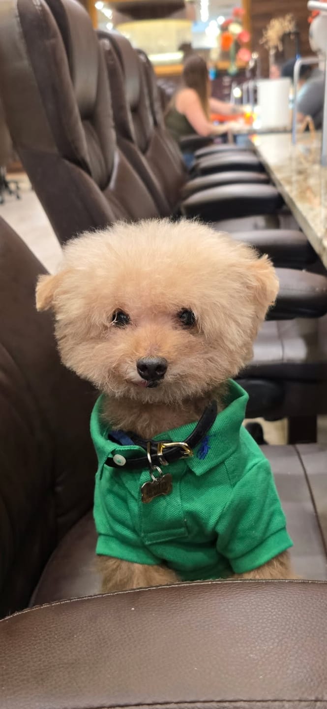 Customer photo review of Polo Ralph Lauren Cotton-Mesh Dog Polo Shirt