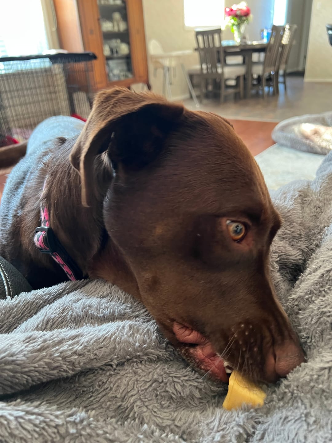 Customer photo review of Himalayan Yak Chew (MEDIUM)