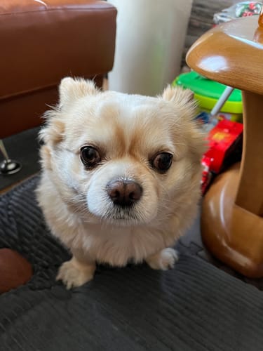 Customer photo review of FunFunPet 高機能ハーネス（お名前タグ作成サービス付き）