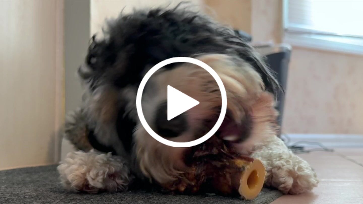 Customer video review of Ostrich Knuckle (Medium – 4" x 3"): The Perfect Chew for Small to Medium Dogs & Sensitive Stomachs