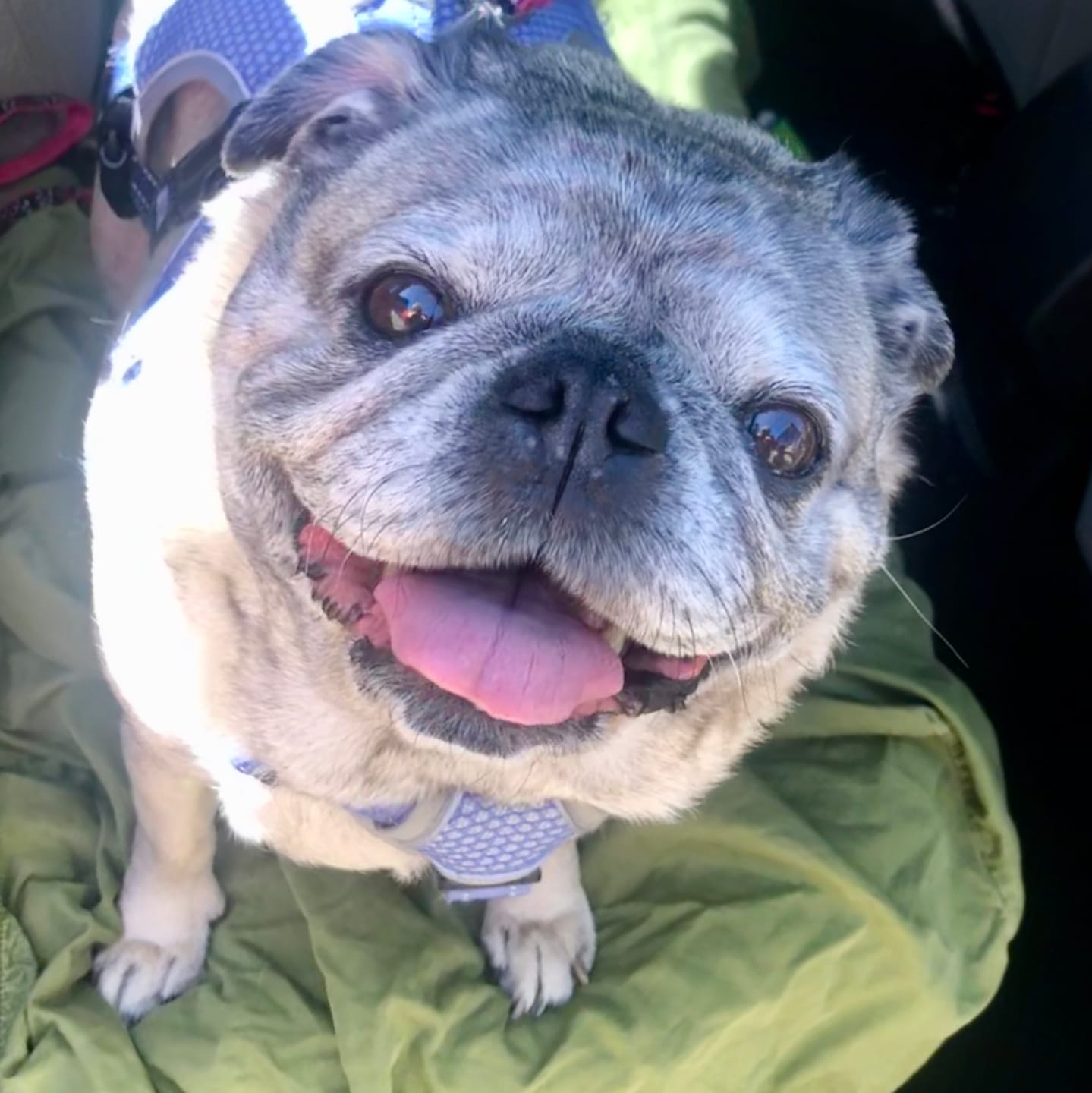Customer photo review of KING KALM CBD 150mg - Medium Pet Formula 20 to 45lbs