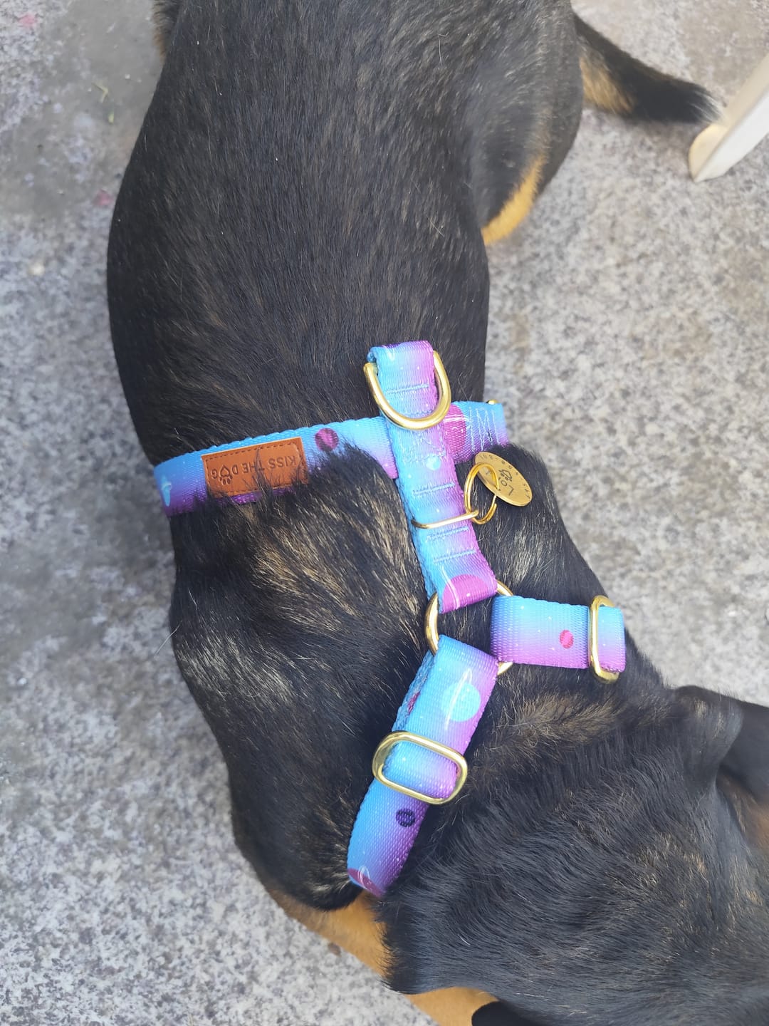 Customer photo review of Szelki guard "Stardust" - czarne okucia