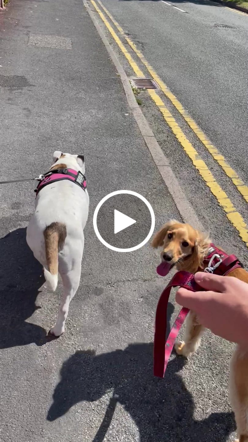 Customer video review of Close Control Lead