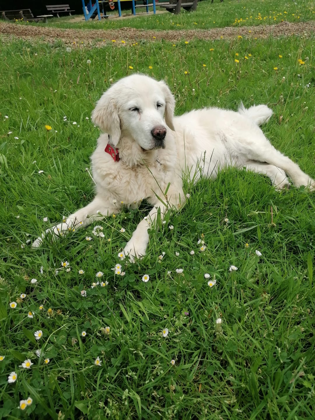 Customer photo review of Wohlfühlsnacks für Hunde bei Stress, Angst, Unruhe & Hyperaktivität