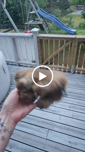 Customer video review of Capybara Bamse