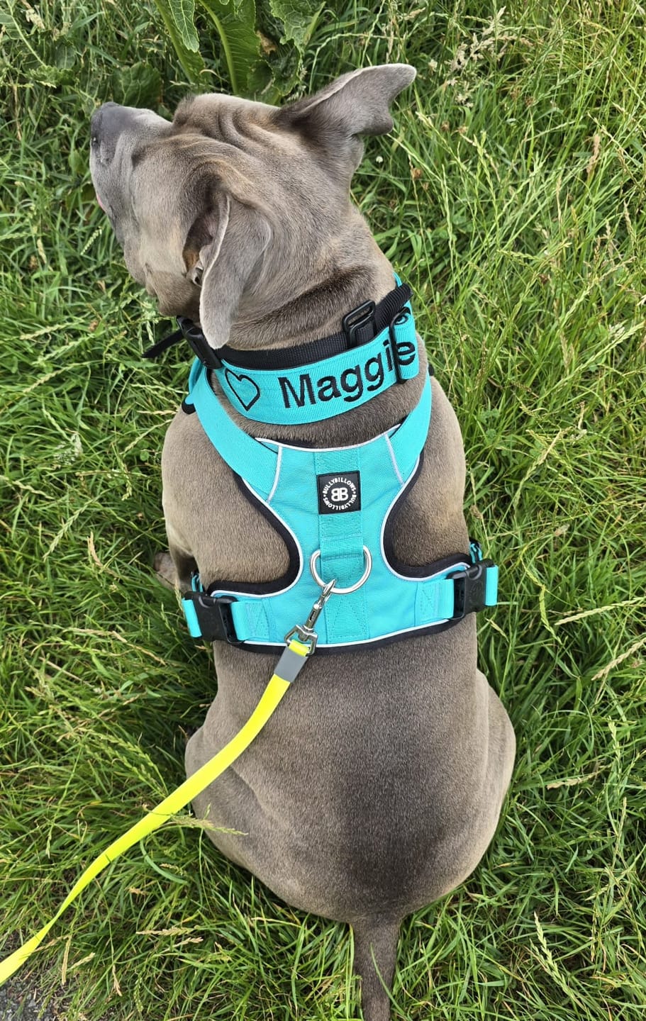 Customer photo review of Comfort Premium Harness | Non Restrictive - Turquoise