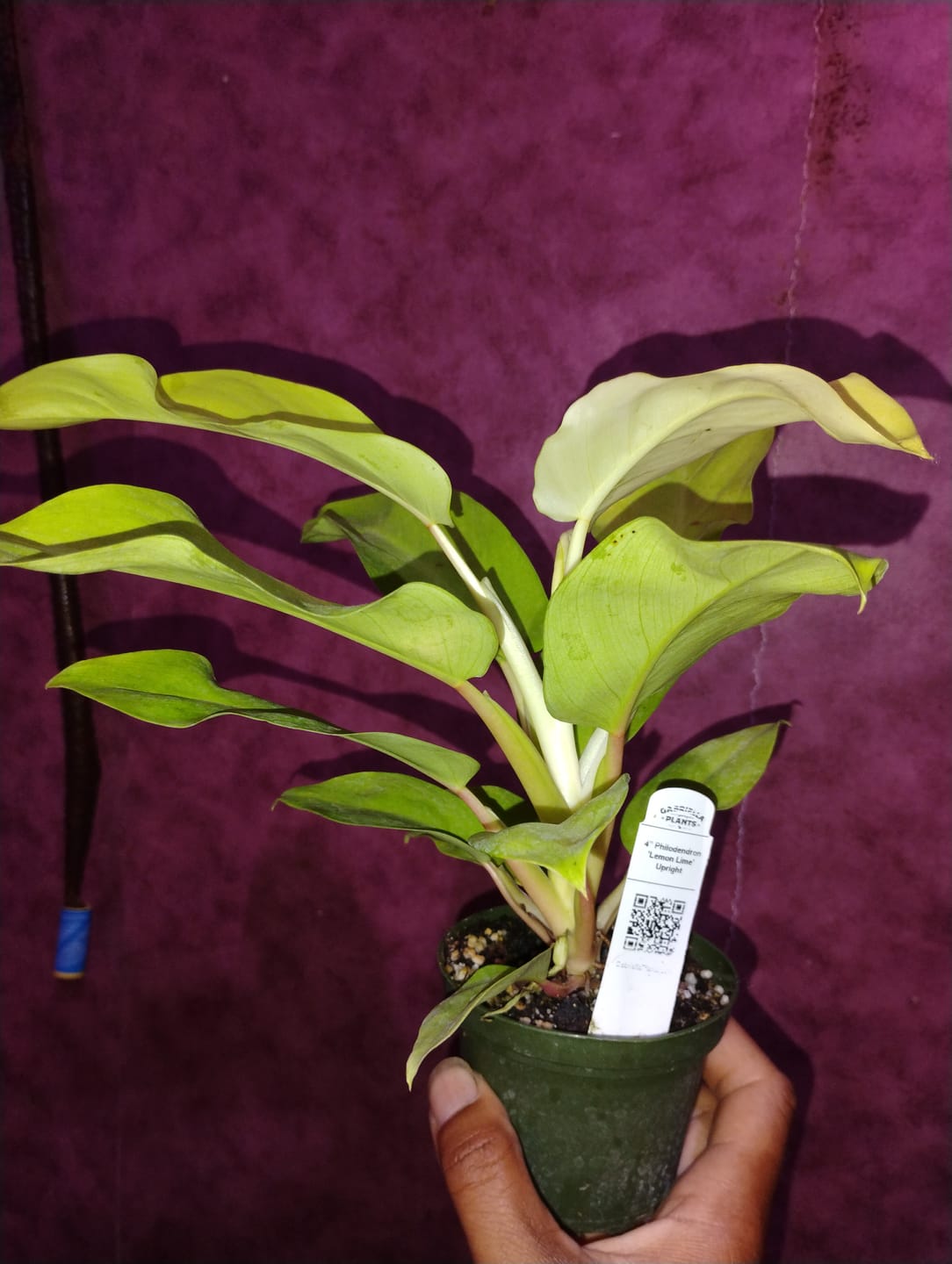 Customer photo review of Philodendron 'Lemon Lime' Upright Vining