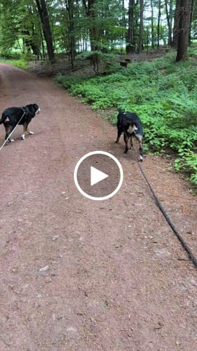 Customer video review of Wurmtest Hund