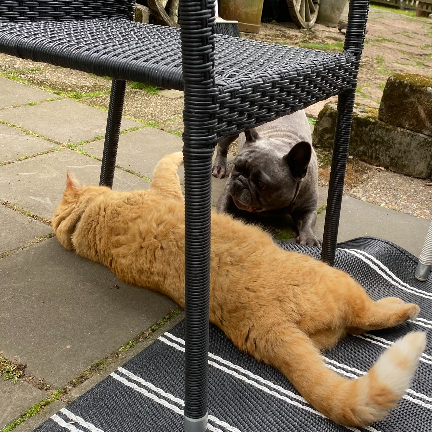 Customer photo review of Fästinghalsband för både hund & katt