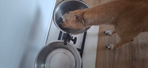 Customer photo review of 100g Crocchette GRAIN FREE