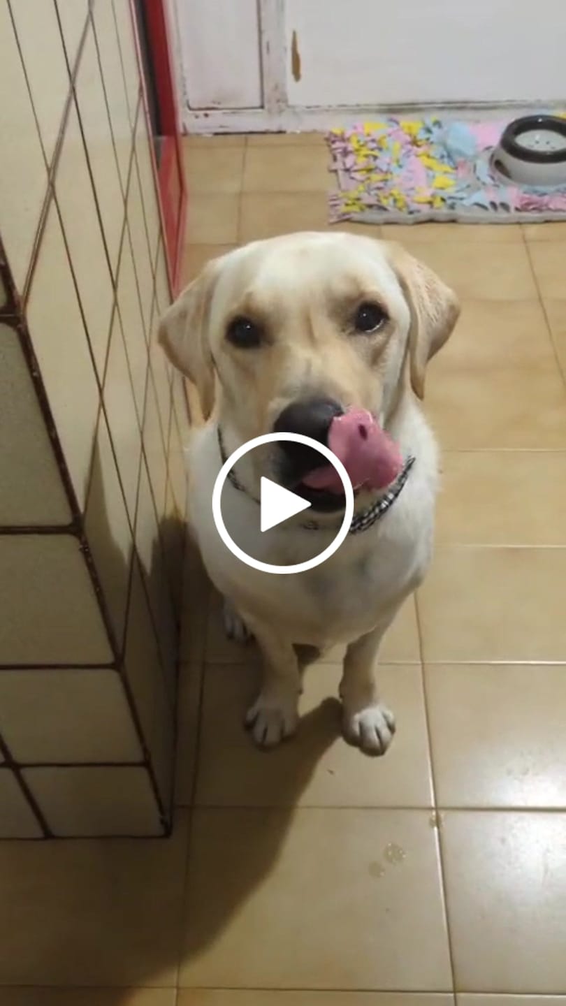 Customer video review of Mix Cocido Natural de Pollo - Ternera fresca y verduras - Naturalmente Feliz (5,4KG - 12 X 450gr)