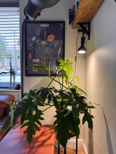 Customer photo review of Pianta Grow Light and Stelo Clip-On Bulb Holder Bundle