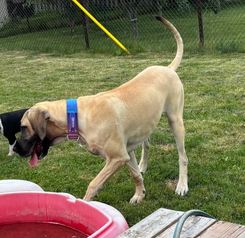 Customer photo review of Comfort Control Collar - 90s Retro