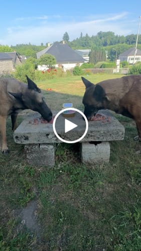 Customer video review of Pâtées riches en volaille & aux petits pois (chien adulte)