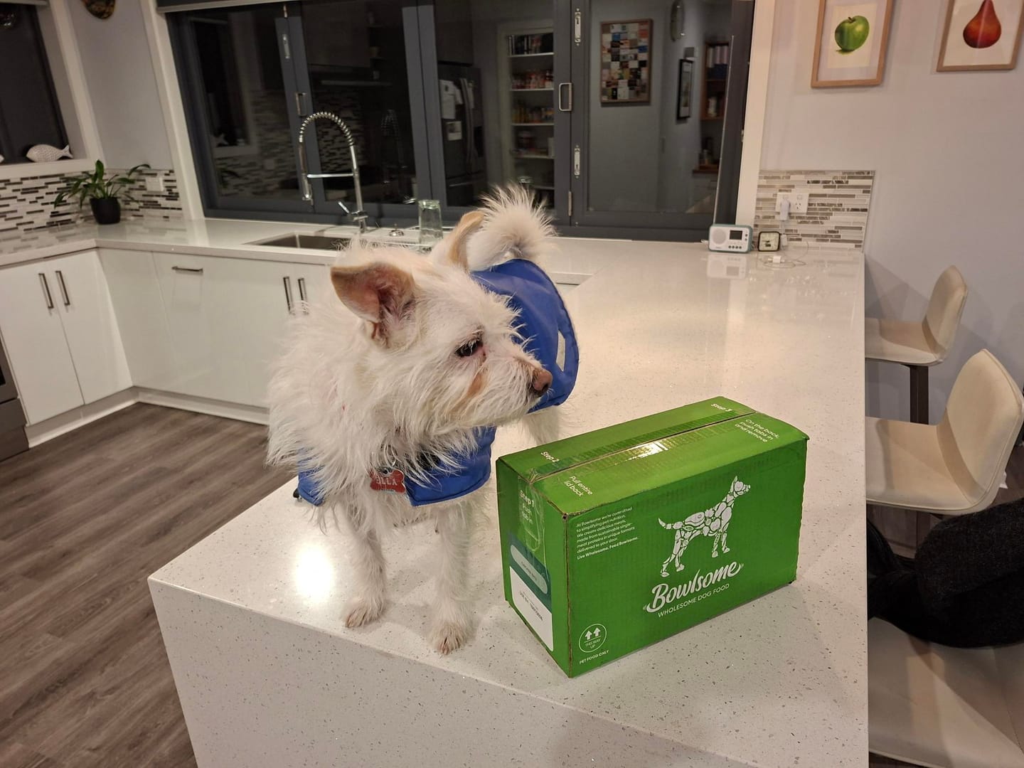 Customer photo review of Chicken Bics Premium Dry Food