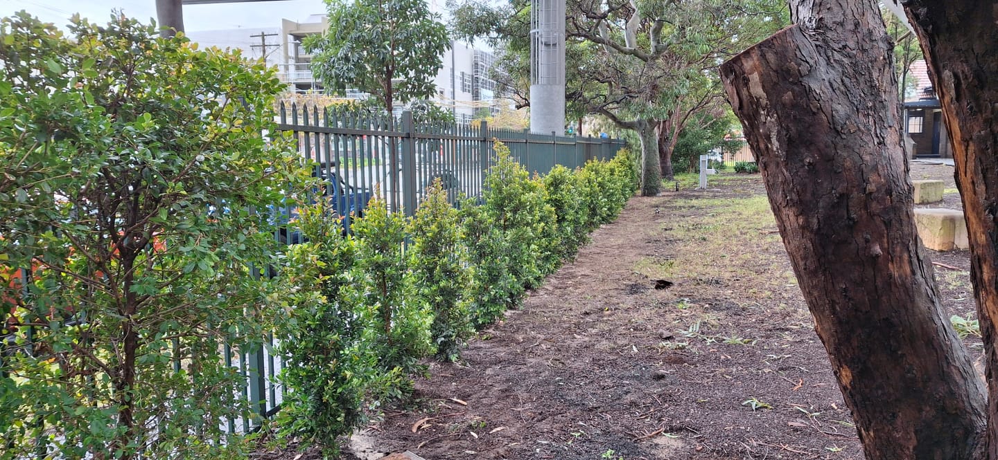 Customer photo review of Lilly Pilly Resilience - Syzygium australe 'Resilience'