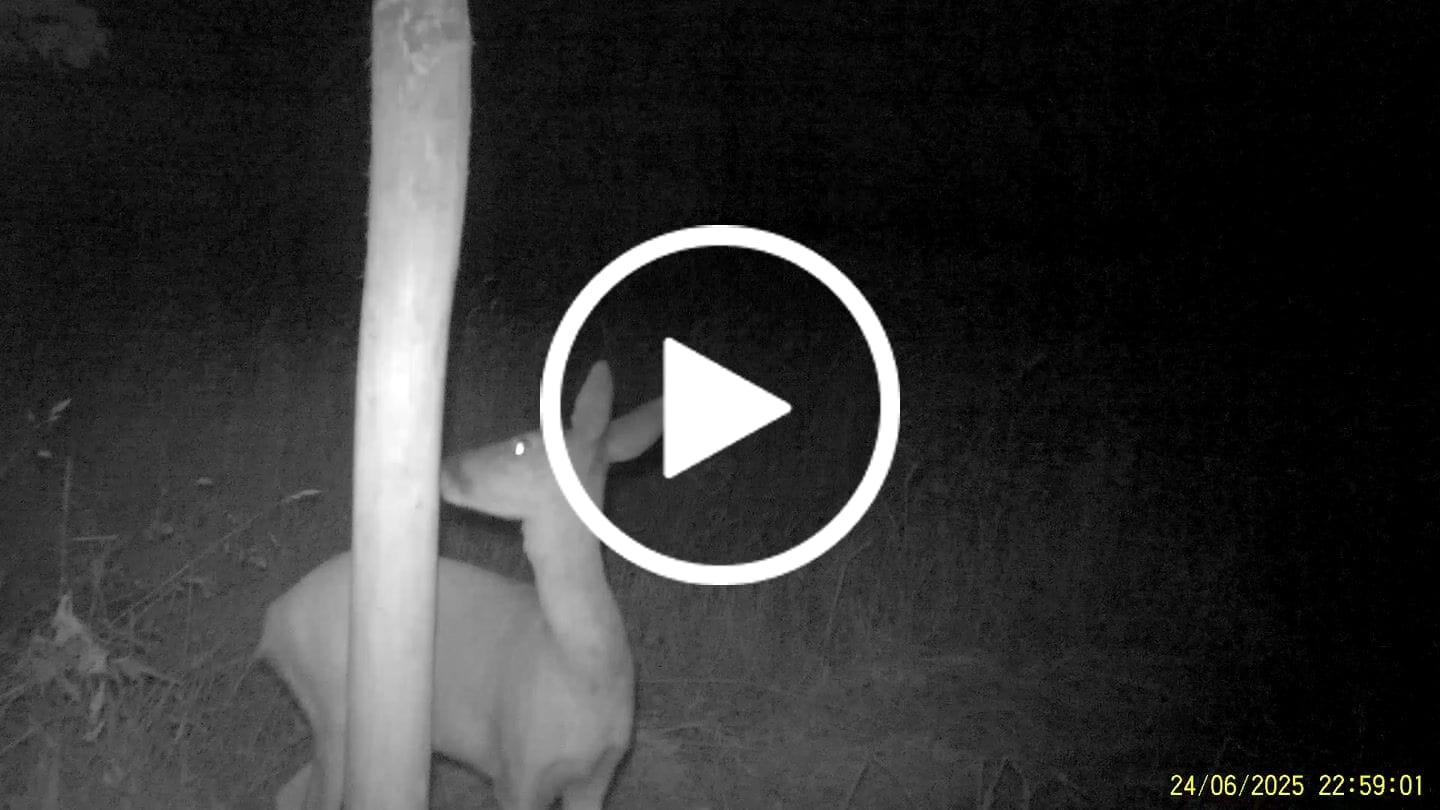 Customer video review of Salzspray Anis - Lockmittel Rehwild, Schwarzwild, Rotwild und Damwild