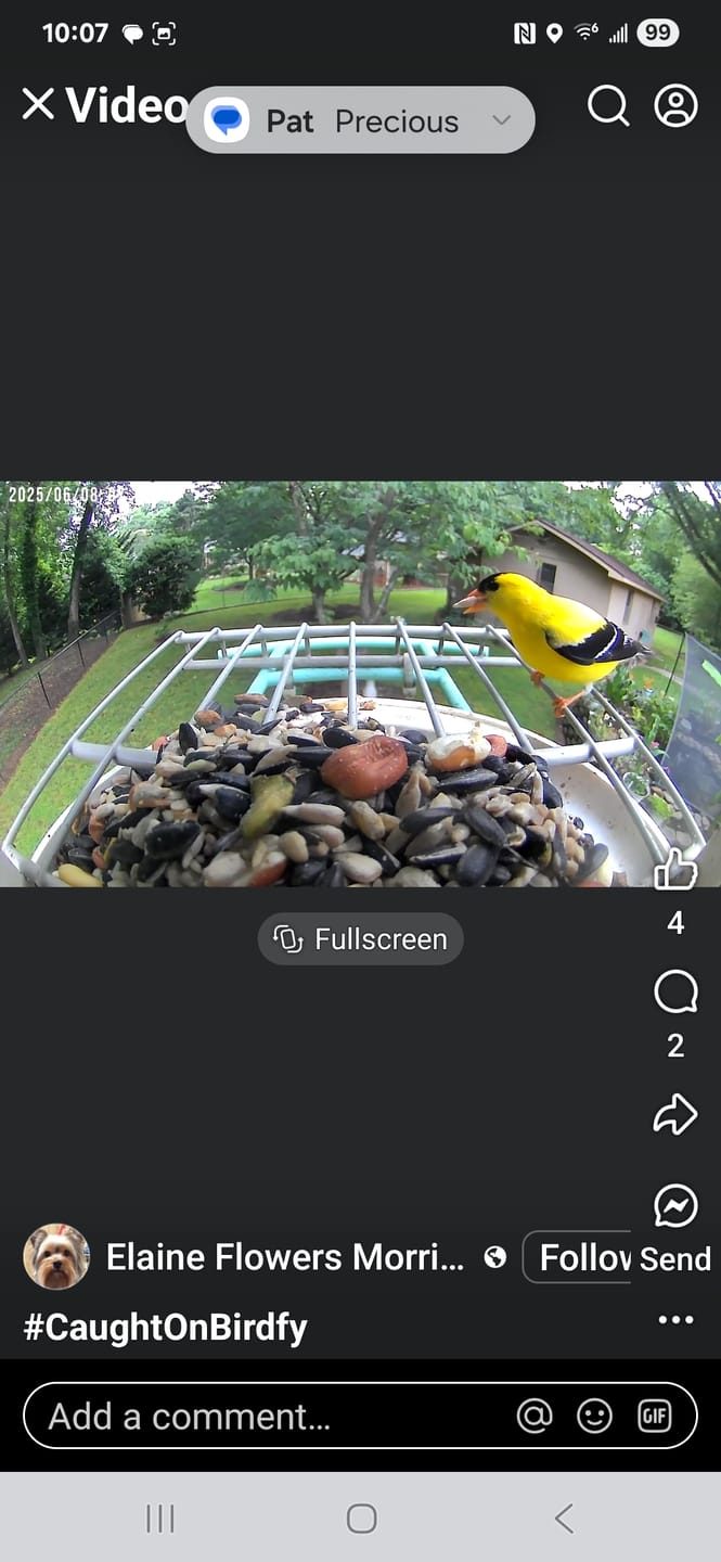 Customer photo review of Birdfy Feeder with Solar Panel - Solar Powered Bird Feeder Camera