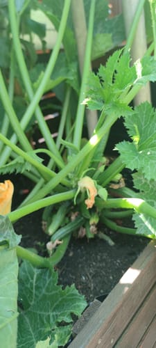 Customer photo review of Zucchini ‘Cocozelle von Tripolis’