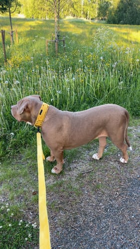 Customer photo review of Guard Leash Golden Edition Gold Yellow - Väktarkoppel med extra handtag