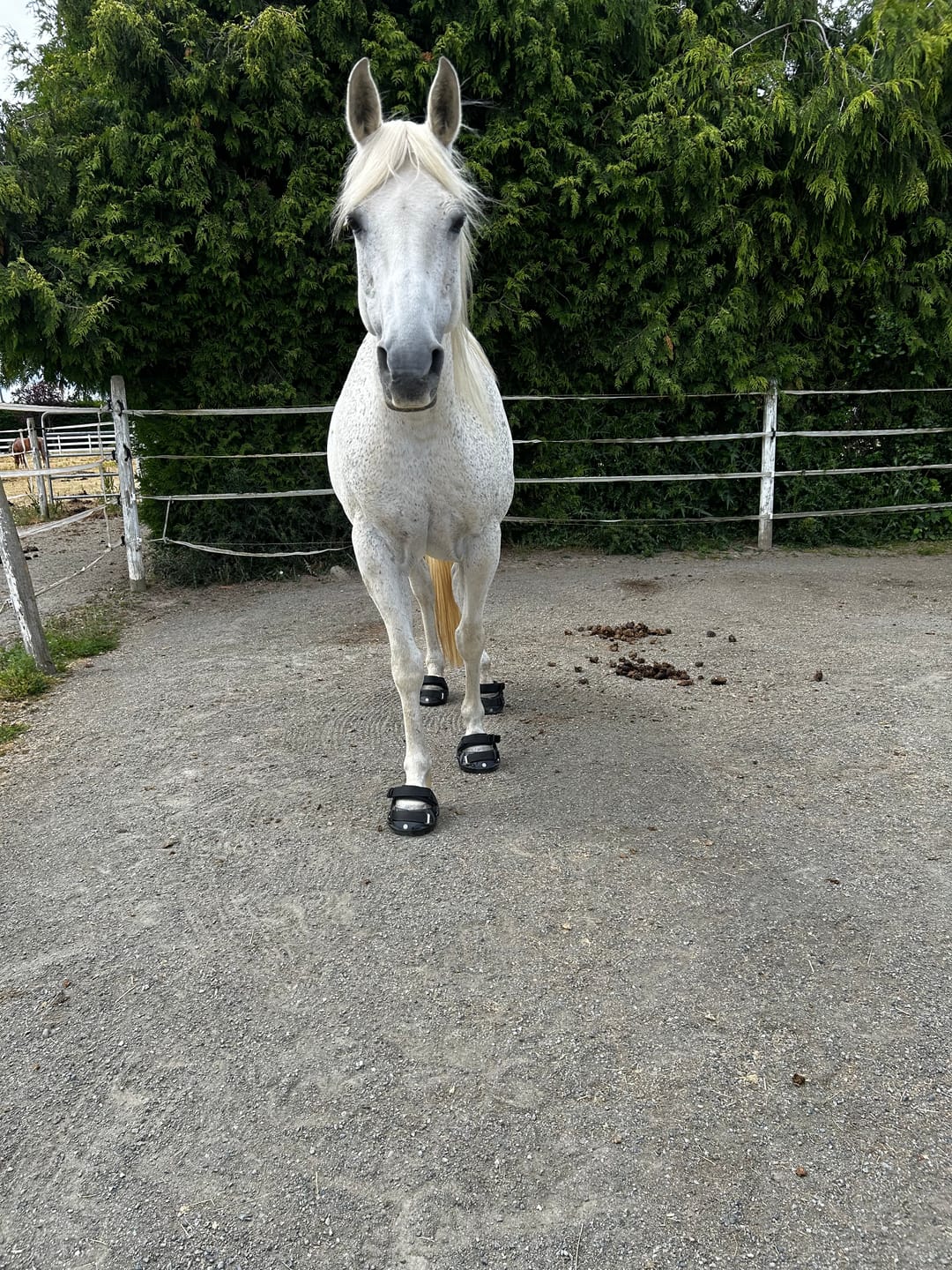 Customer photo review of Renegade® Viper Shield™ Hoof Boots - Black Knight