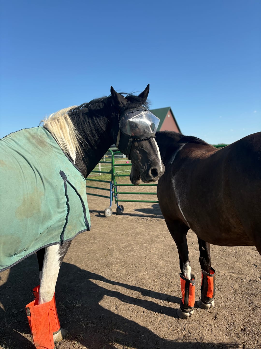Customer photo review of Recovery Vizor - Clear UV Tint