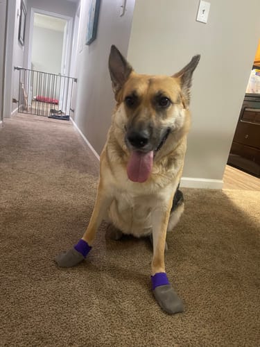 Customer photo review of Leather Dog Booties - Doccasins - 1 pair