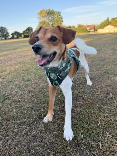 Customer photo review of Tough Trails™ Harness - Walkies Ready® Forest Green