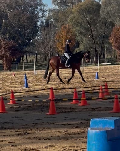 Customer photo review of PSOS Dressage Pad, Diagonal, Black
